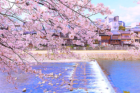 鴨川　桜　画像