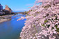 鴨川　桜