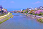 四条大橋から見た鴨川の桜