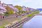 鴨川沿いの桜
