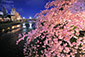 京都　鴨川　桜　ライトアップ