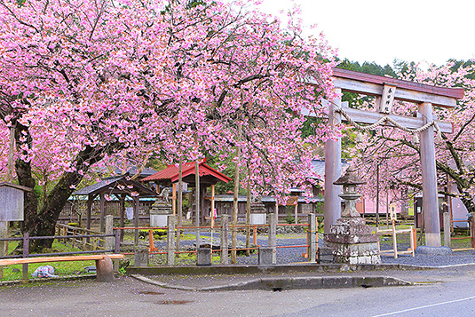 京北の桜　春日神社　百年桜