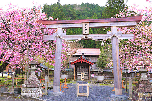 春日神社　黒田の百年桜