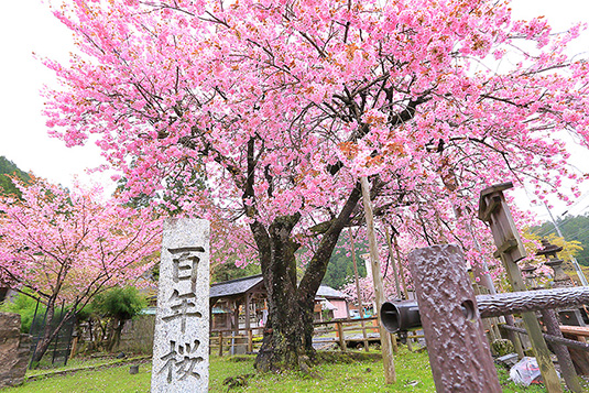 春日神社　百年桜
