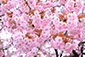 春日神社　一重桜