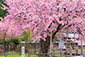 春日神社　百年桜