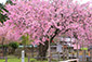 春日神社　百年桜　高画質写真