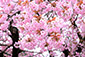 春日神社　百年桜　八重桜　一重桜