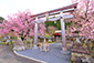 京北の桜　春日神社