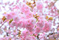 春日神社　八重桜