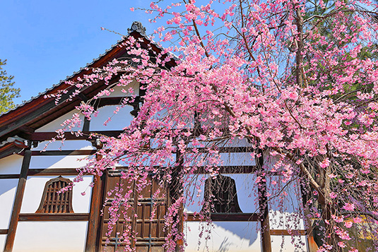 ���s�@���m���̍�