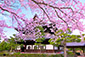建仁寺の桜写真