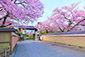 祇園　桜