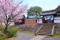 両足院　桜　写真