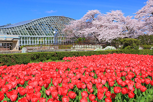 京都府立植物園　桜　写真