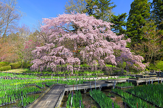 京都　植物園　桜