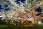 京都府立植物園　桜　ライトアップ