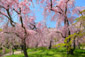 京都府立植物園　紅しだれ桜
