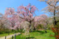 京都府立植物園　桜　画像