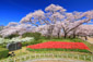京都府立植物園　桜　高画質写真