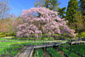 京都　府立植物園　桜　高画質　写真