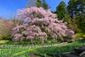 京都　府立植物園　桜
