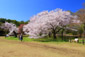 京都　植物園　桜　写真