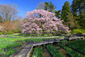 京都　植物園　桜　画像