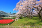 京都　植物園　桜　見頃　時期