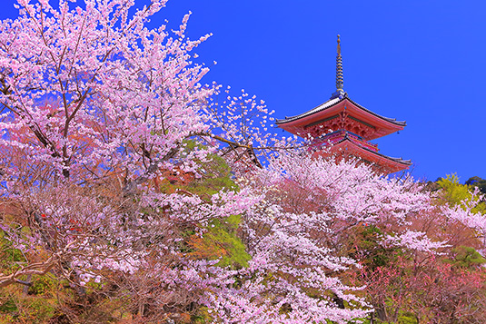 清水寺　桜　画像