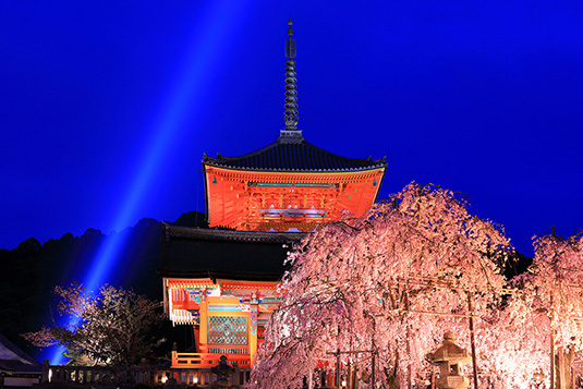 清水寺　桜　ライトアップ写真