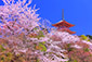清水寺の桜　高画質写真