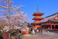 京都　清水寺　桜