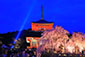 清水寺の　夜桜　ツアー