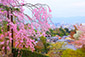 清水寺　眺望　桜と京都タワー