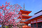 kiyomizudera sakura