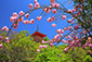 清水寺　八重桜　写真