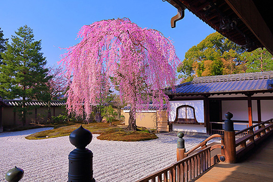 高台寺　桜　画像