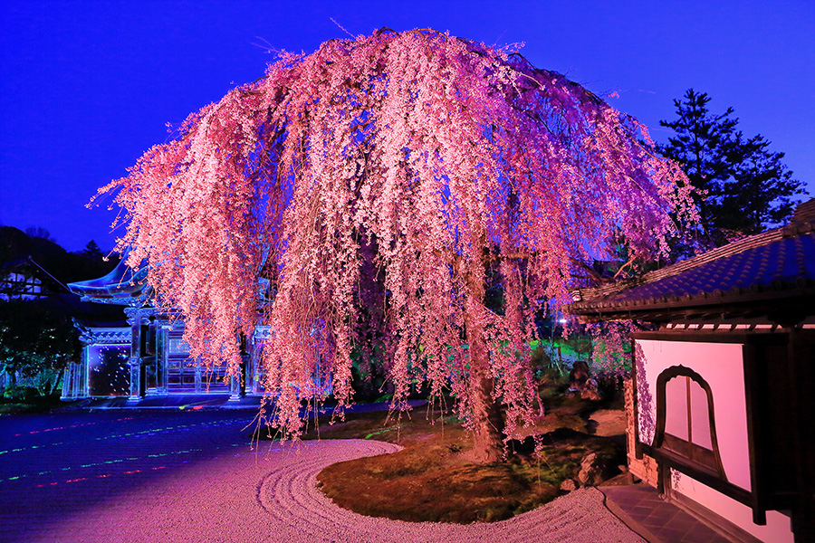 寺 桜 高台 「天益寺のしだれ桜」高台から空へ伸びる枝。小さな花を咲かせる樹齢350年の枝垂桜