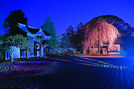 高台寺の桜ライトアップ　プロジェクションマッピング