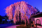 高台寺　桜　ライトアップ　画像