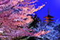 高台寺公園　桜　ライトアップ