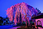 高台寺　夜桜