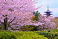 高台寺公園　桜