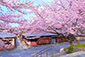 高台寺　ねねの道　桜