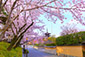 高台寺公園　桜　ねねの道