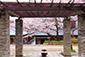 高台寺公園　桜