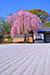 京都　高台寺の桜
