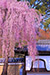 高台寺　窓　桜