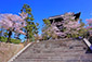 金戒光明寺の桜写真